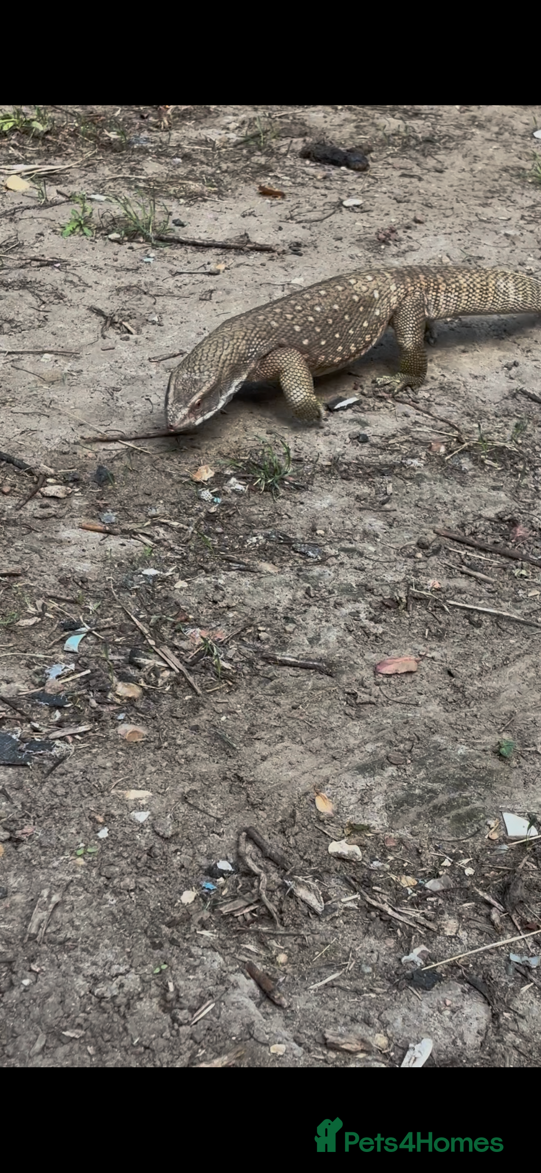 Monitor reptiles for sale: Servanah monitor  - Image 6