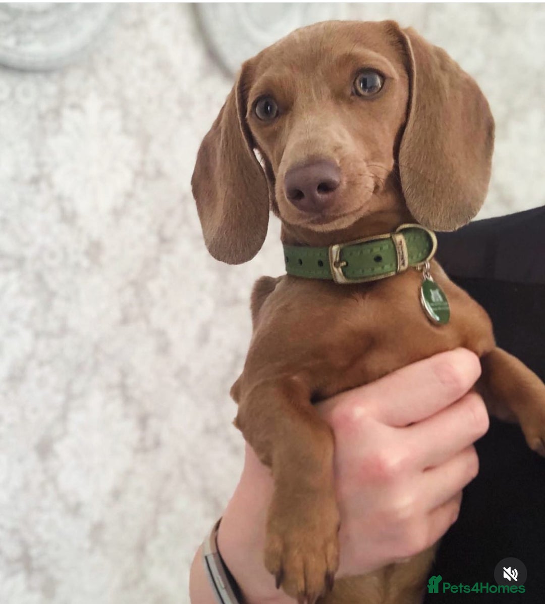 Miniature Dachshund dogs for sale: 1 Beautiful Kc reg Girl 💗 needs rehoming  - Advert 16