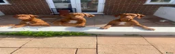 Rhodesian Ridgeback dogs for sale:  1 Beautiful girl left KC Registered  - Advert 1