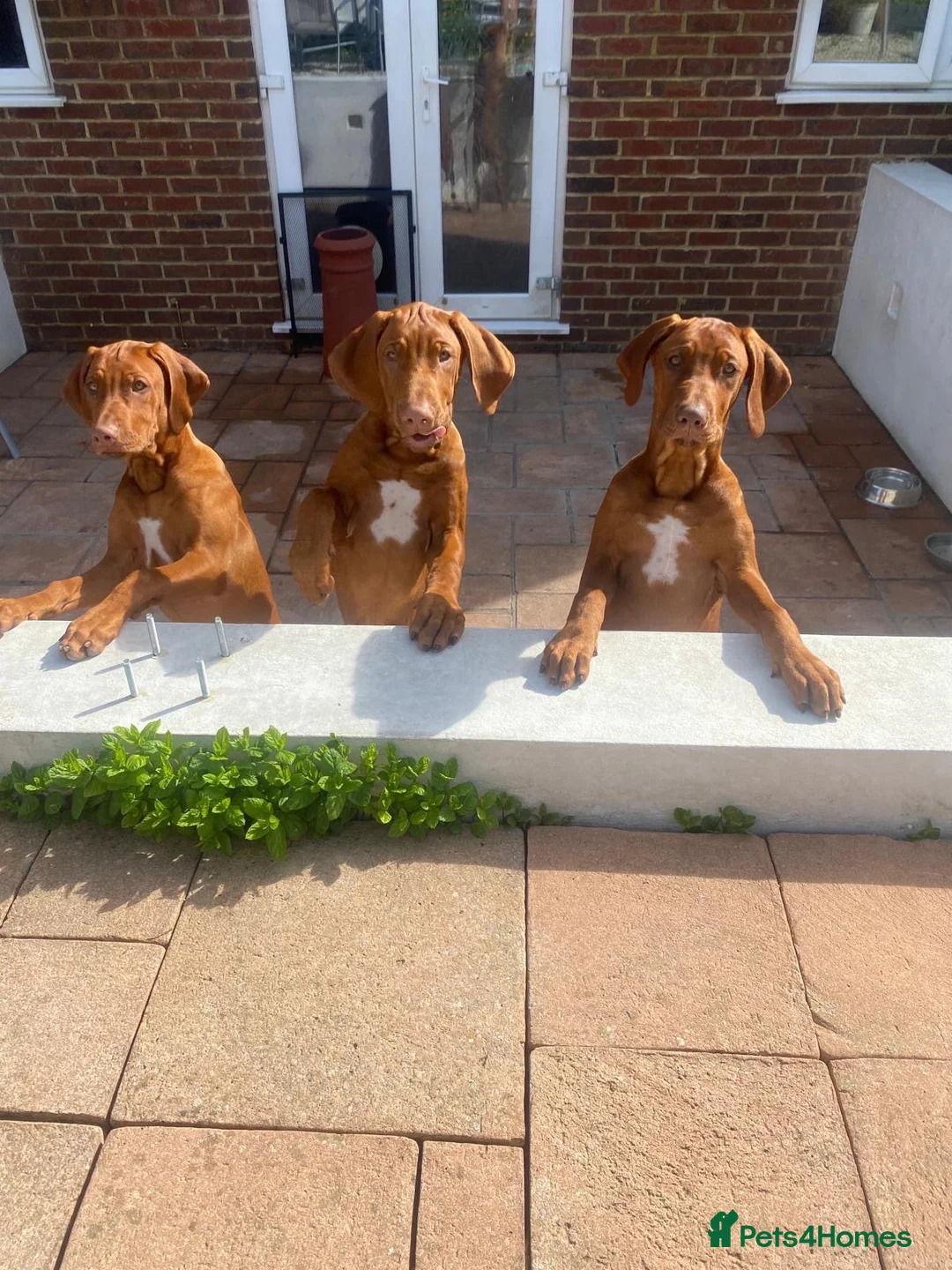 Rhodesian Ridgeback dogs for sale:  1 Beautiful girl left KC Registered  - Advert 1