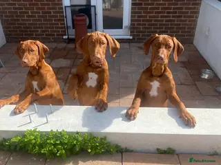 Rhodesian Ridgeback dogs 1 Beautiful girl left KC Registered - Advert 1