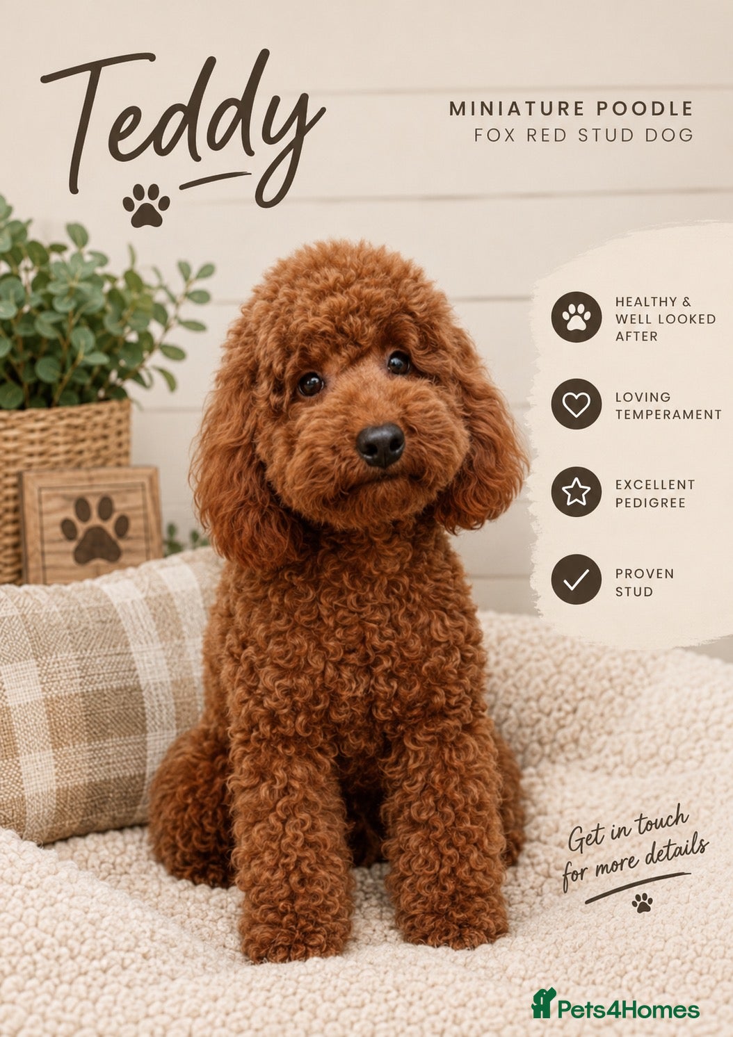 Toy Poodle dogs KC Miniature Poodle stud dog fox red PRA tested - Advert 11