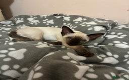 Siamese cats for sale: Two beautiful seal point brothers ❤️ - Advert 8