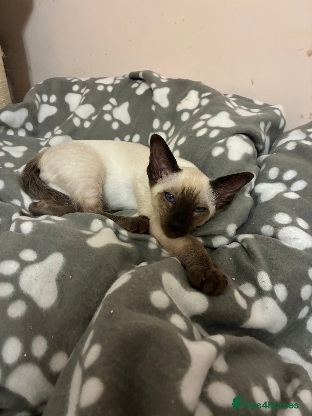 Siamese cats for sale: Two beautiful seal point brothers ❤️ - Advert 8