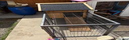 Mixed Breed rabbits for sale: Cage Rabbit/ hens/ any animal outside run  - Advert 8