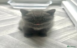 British Shorthair cats for sale: Pure British Shorthair kittens available  - Image 9