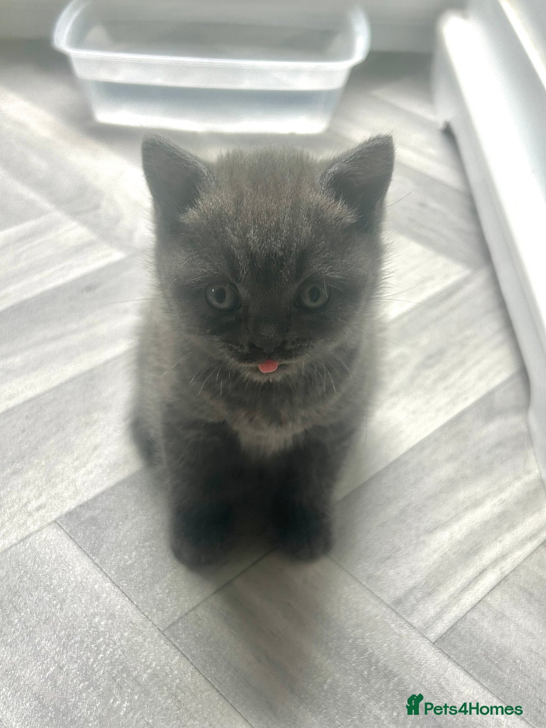 British Shorthair cats for sale: Pure British Shorthair kittens available  - Image 9