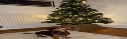 Miniature Dachshund dogs for stud: Miniature Chocolate & Tan Dachshund for stud in London - Advert 5