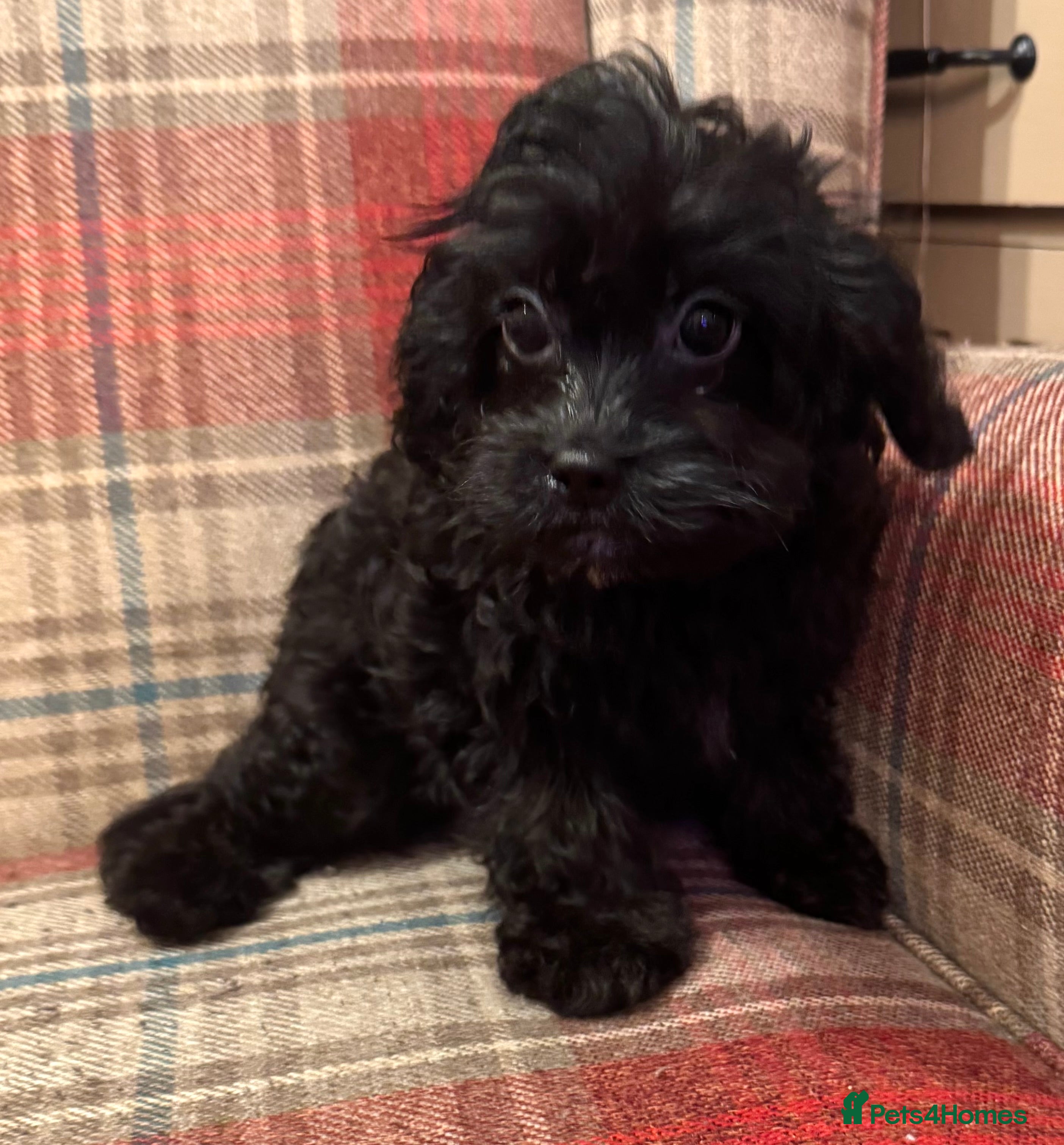 Cavapoo dogs Lovely family bred cavapoos - Advert 18