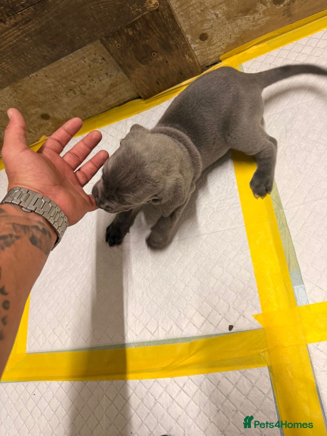 Cane Corso dogs for sale: Stunning Cane Corso Puppies for sale - Image 9