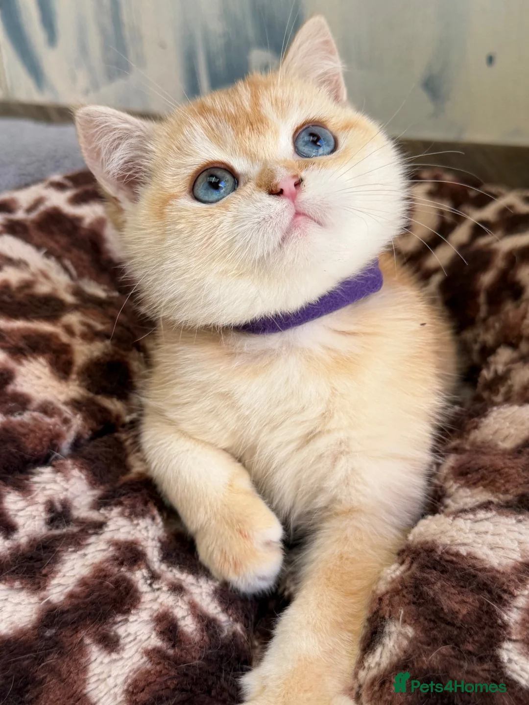 British Shorthair cats for sale: British shorthair beautiful golden kittens  - Advert 2