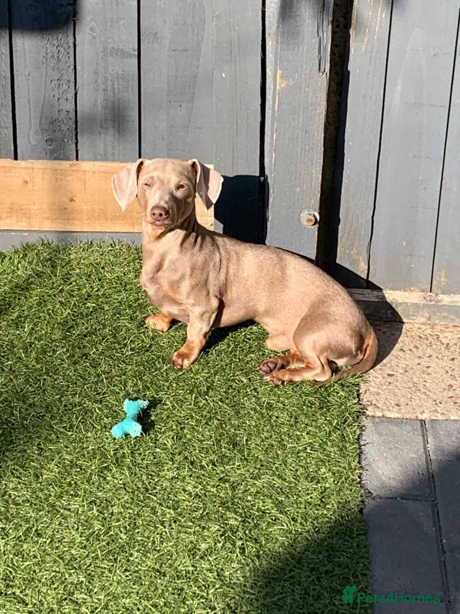 Miniature Dachshund dogs Stud dog (for sale)  - Advert 13
