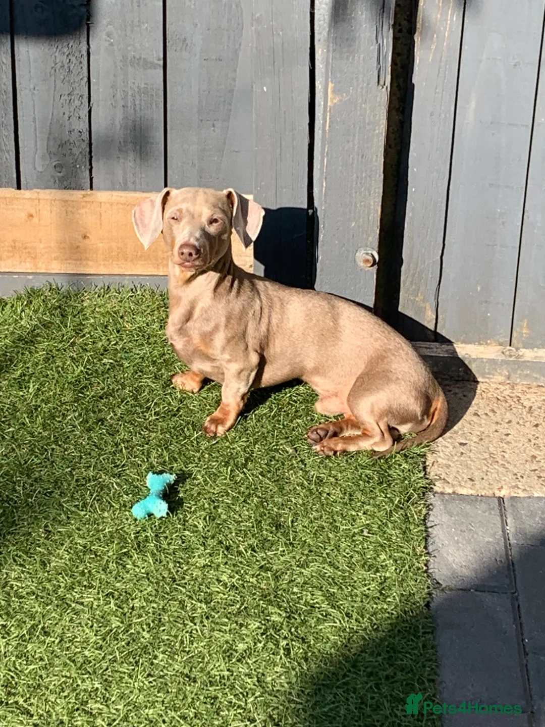 Miniature Dachshund dogs for sale: Retired Stud dog for sale - Advert 2