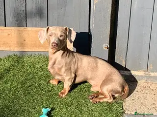 Miniature Dachshund dogs Stud dog (for sale) - Advert 3