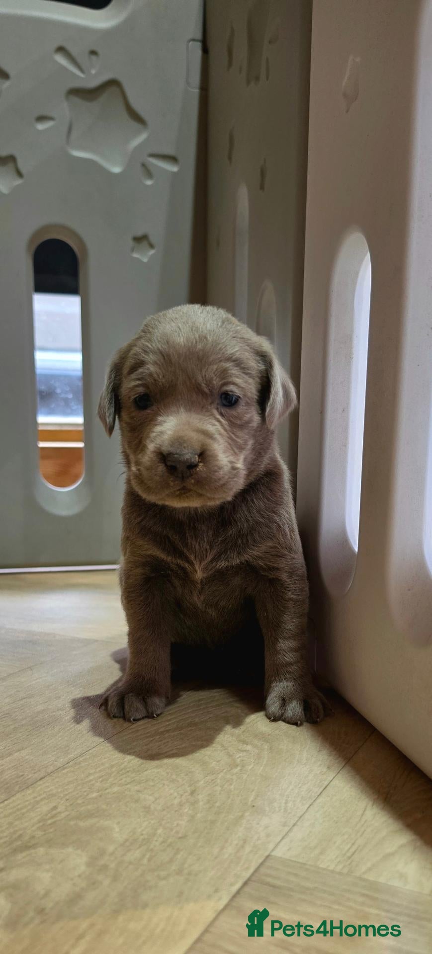 Labrador Retriever dogs 6 STUNNING KC SILVER LABS. HEALTH TESTED PARENTS - Advert 2