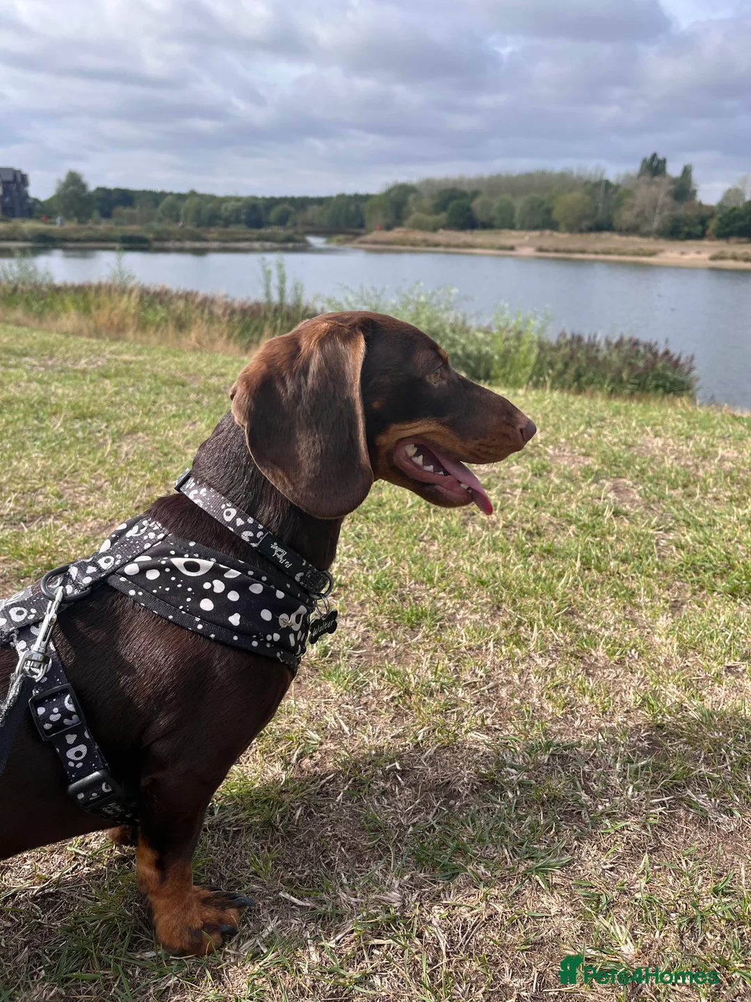 Miniature Dachshund dogs for adoption: Dachsund for Rehoming - Advert 4