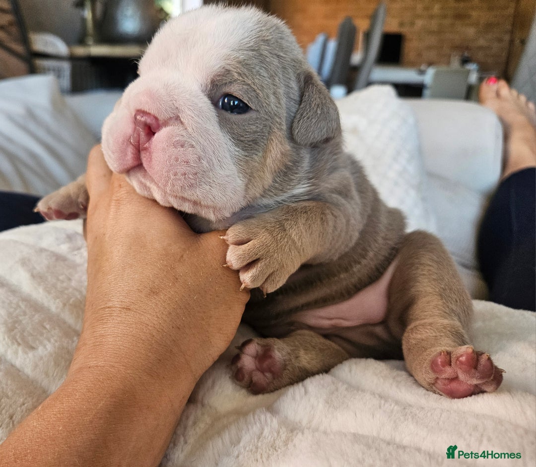 English Bulldog dogs for sale: Outstanding KC English Bulldogs, Top Quality Pups - Image 13