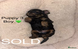 Cavapoo dogs for sale: REDUCED! 1 gorgeous little boy left and ready! in Grays - Image 10