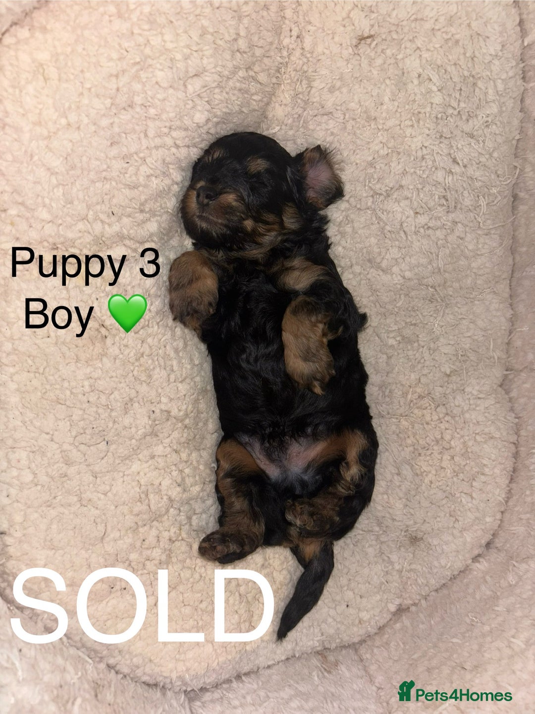 Cavapoo dogs for sale: REDUCED! 1 gorgeous little boy left and ready! in Grays - Image 10