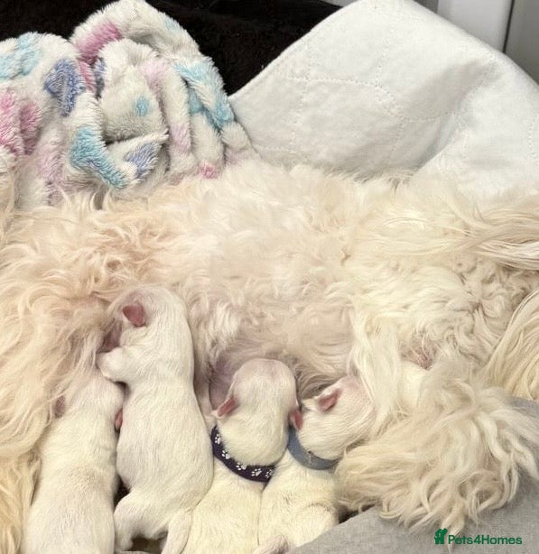 Maltese dogs ✨ Beautiful Maltese Puppies Korean Bloodlines 🤍 - Advert 1