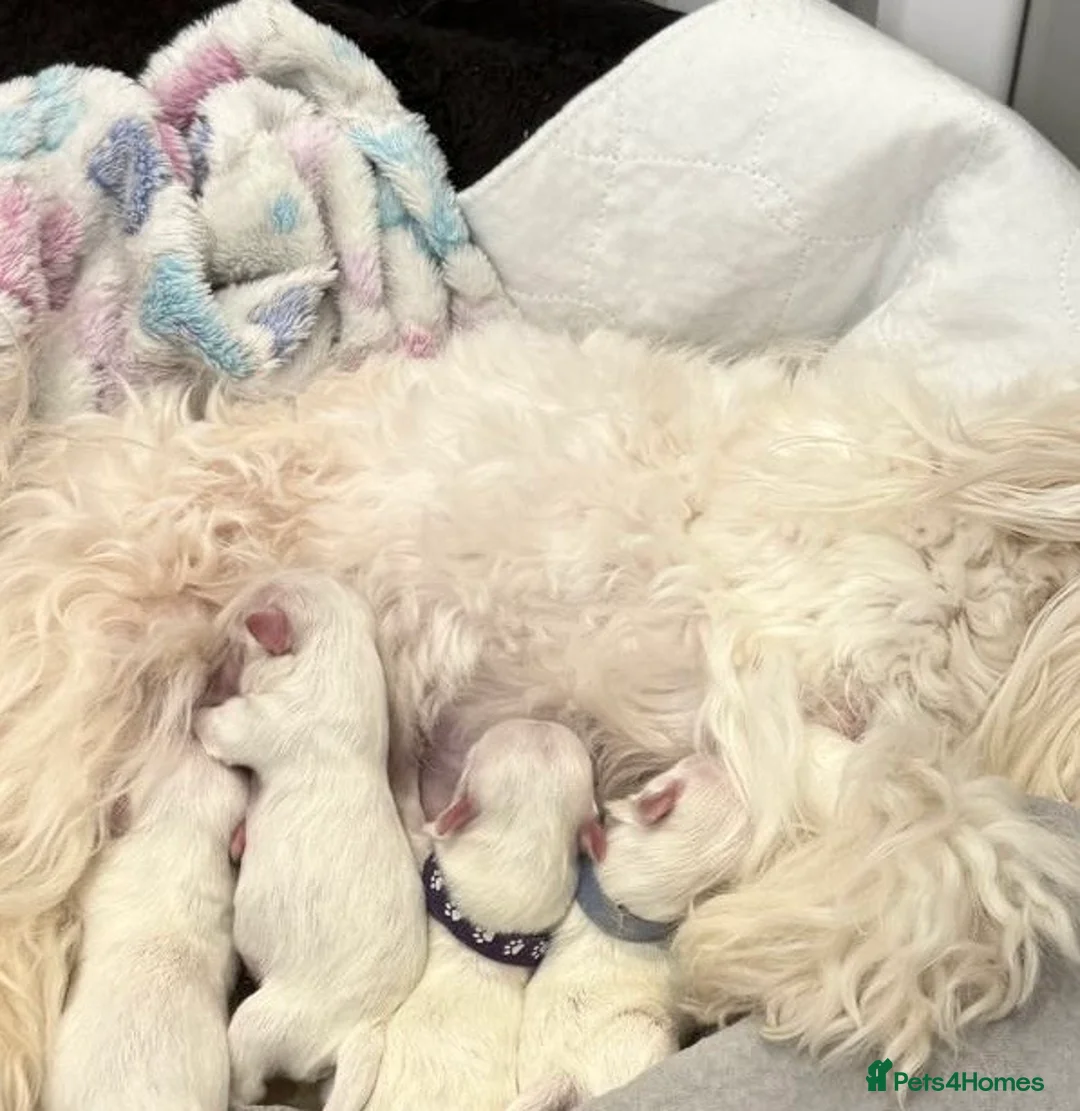 Maltese dogs for sale: ✨ Beautiful Maltese Puppies Korean Bloodlines 🤍 - Advert 7