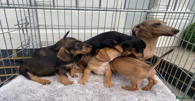 Mixed Breed dogs - Advert 8