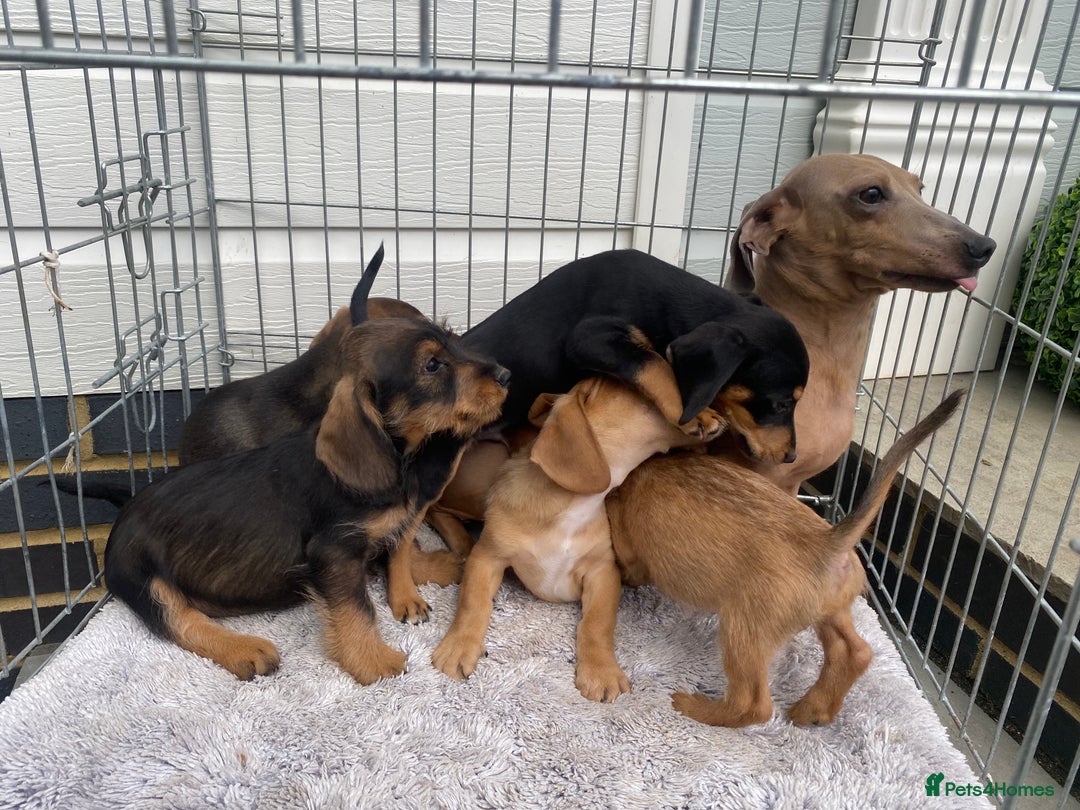Mixed Breed dogs for sale: Dachshund x jack Russell  - Image 2