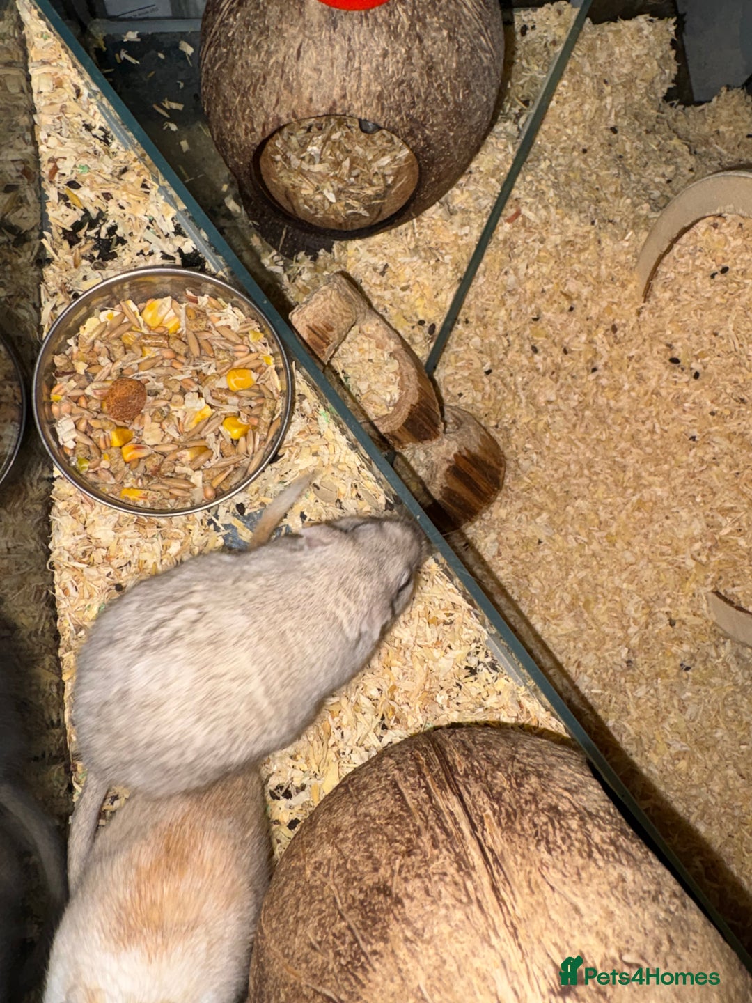 Gerbil rodents for sale: 2 gerbils including setup  - Advert 3
