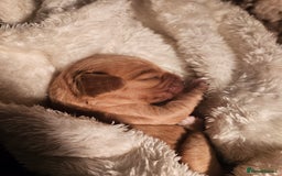 Mixed Breed dogs for sale: Adorable Cavapoo Puppies 🐶  - Image 9