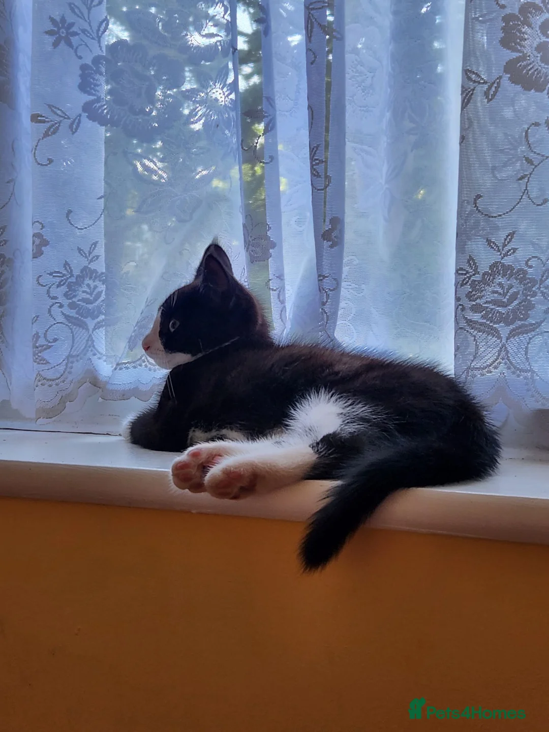 British Shorthair cats for sale: Mochi - Advert 2