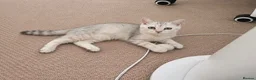 British Shorthair cats for sale: Gorgeous British Short Hair Kittens  in London - Advert 8