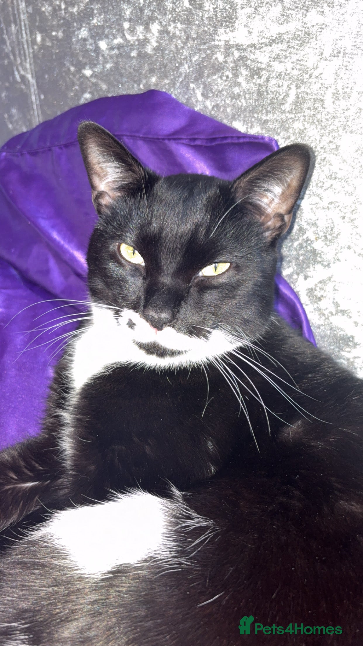 Mixed Breed cats Rescue cats- kittens and adults 🧡 - Advert 2