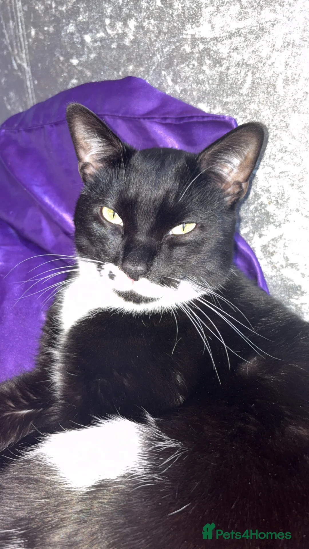 Mixed Breed cats for sale: Rescue cats- kittens and adults 🧡 - Advert 1