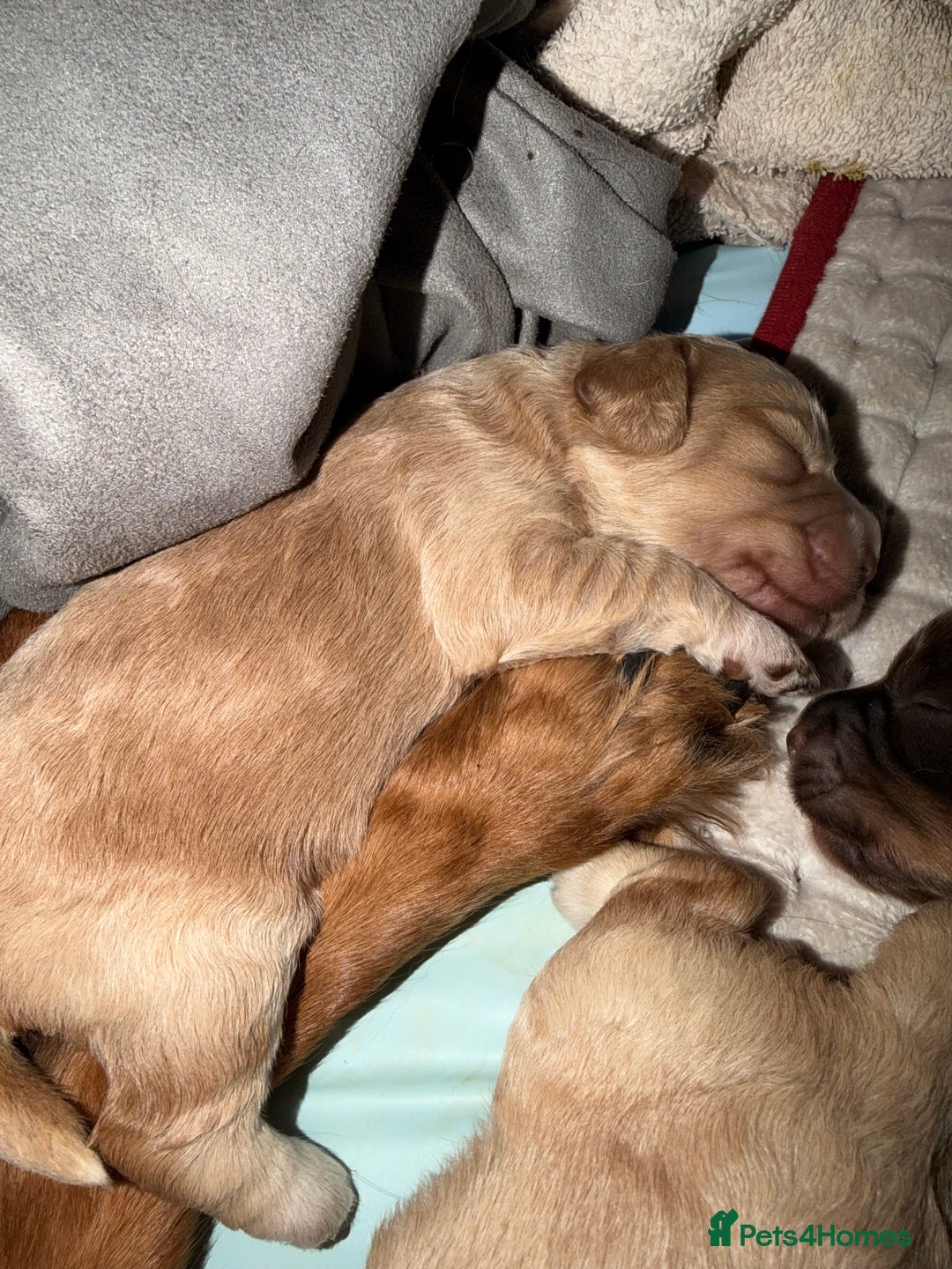 Cockapoo dogs for sale: Beautiful F1 cockapoo puppies  - Image 5