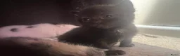 British Shorthair cats for sale: Rescue Kittnes - Advert 3