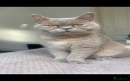 British Shorthair cats for sale: British shorthair  - Image 5