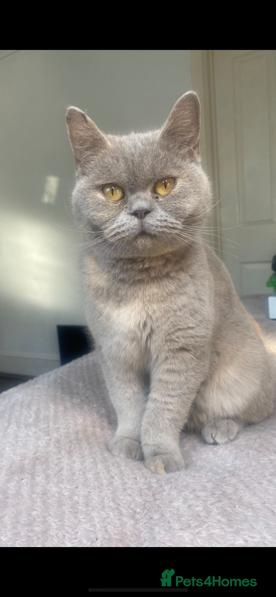 British Shorthair cats for sale: British shorthair  - Image 5