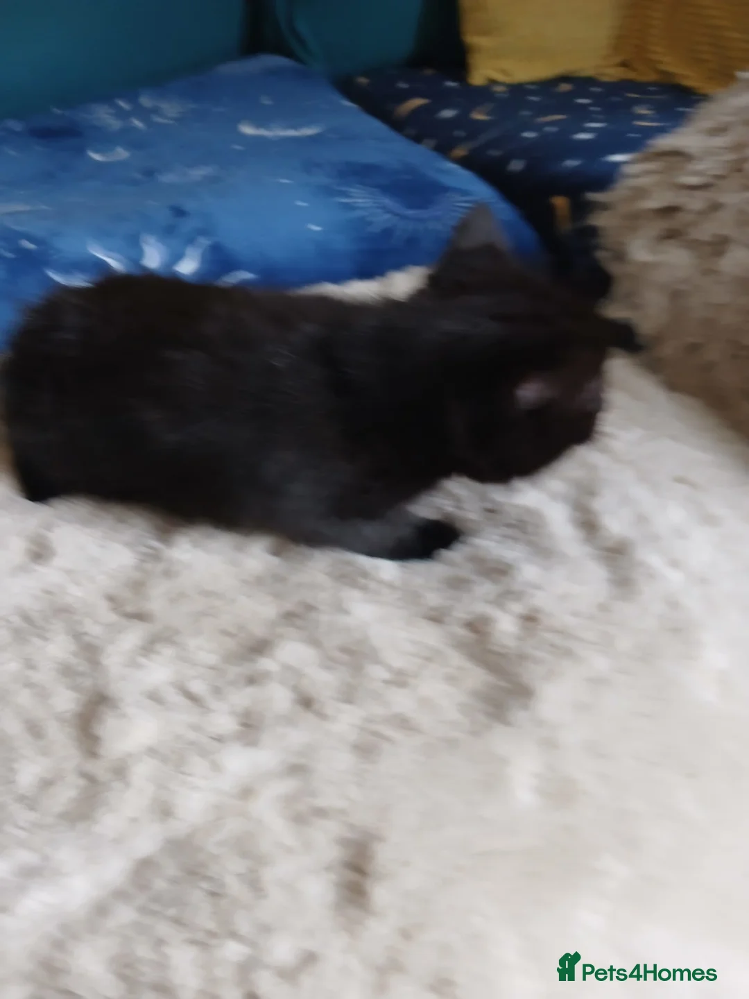 British Shorthair cats for sale: Black and tabby kittens looking for a new home - Advert 6