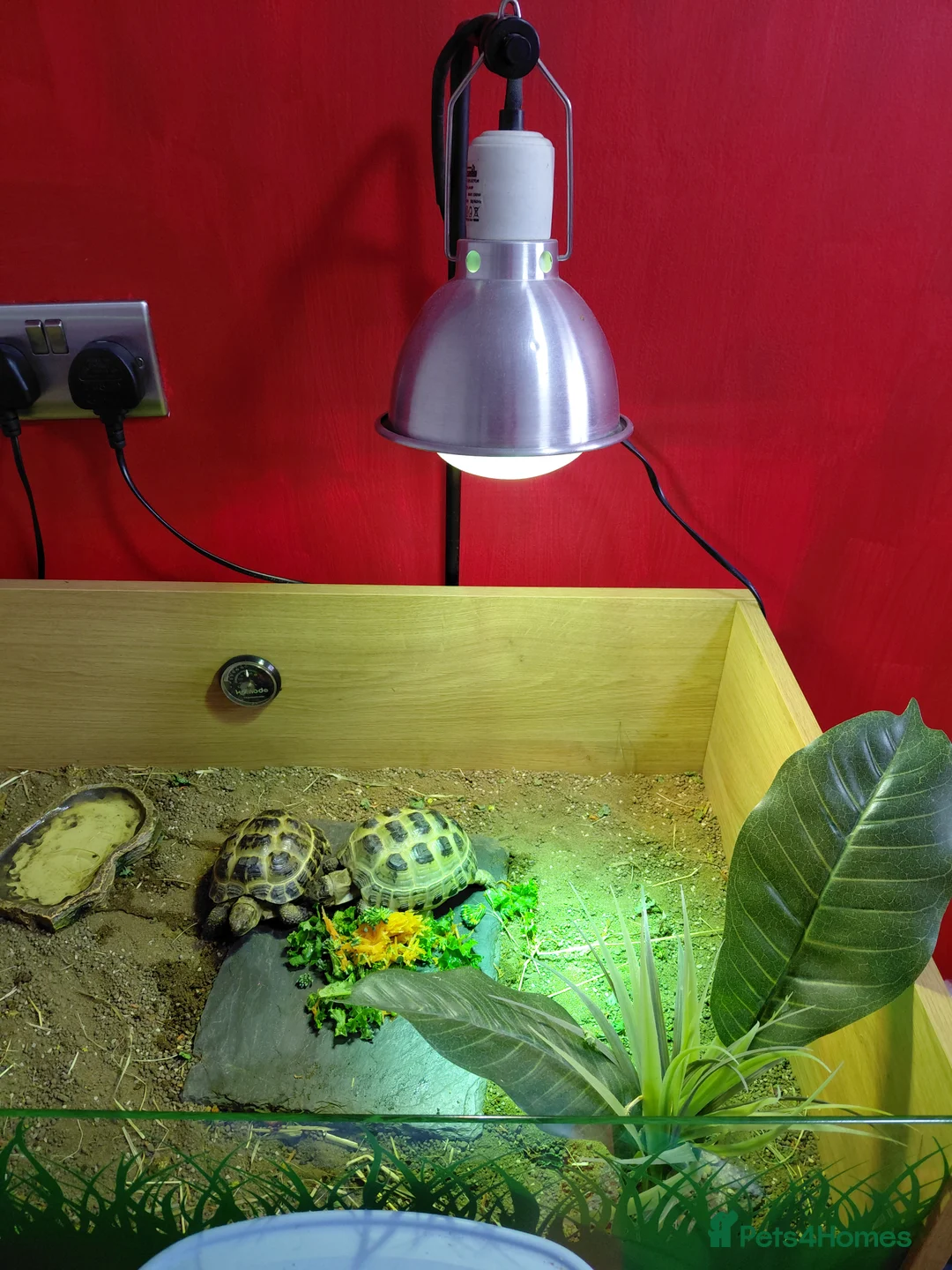 Tortoise reptiles for sale: Horsefield Tortoises  - Advert 4