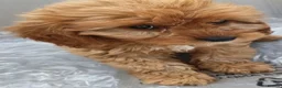 Cavapoo dogs for sale: F1 Cavapoo Puppies Available Now  - Advert 13