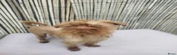 Griffon Bruxellois dogs for sale: Chocolate male - Advert 6