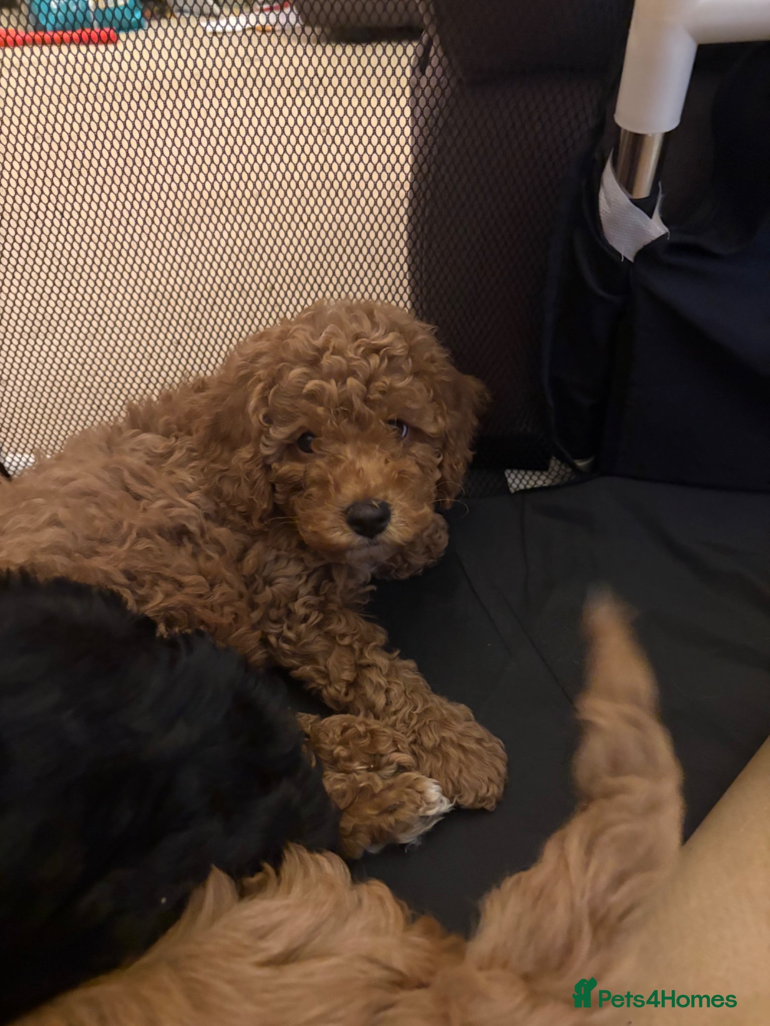 Cockapoo dogs Stunning cockapoo girls ready next week - Advert 16