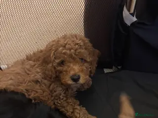 Cockapoo dogs Stunning cockapoo girls ready next week - Advert 15