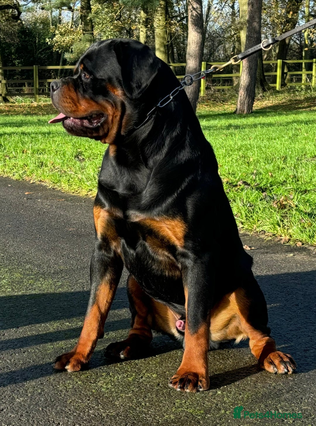 Rottweiler dogs for sale: 🏆 🦍 Elite Level Rottweiler Pups 🦍🏆 - Advert 7