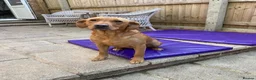 Labrador Retriever dogs for sale: Bitch - Advert 2