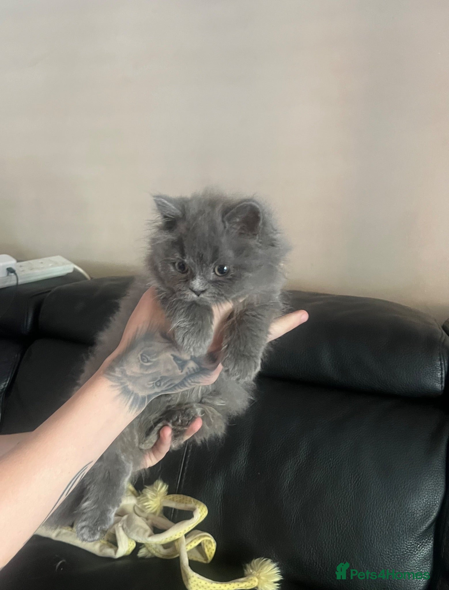 British Longhair cats Stunning blue pedigree British longhair kittens - Advert 2