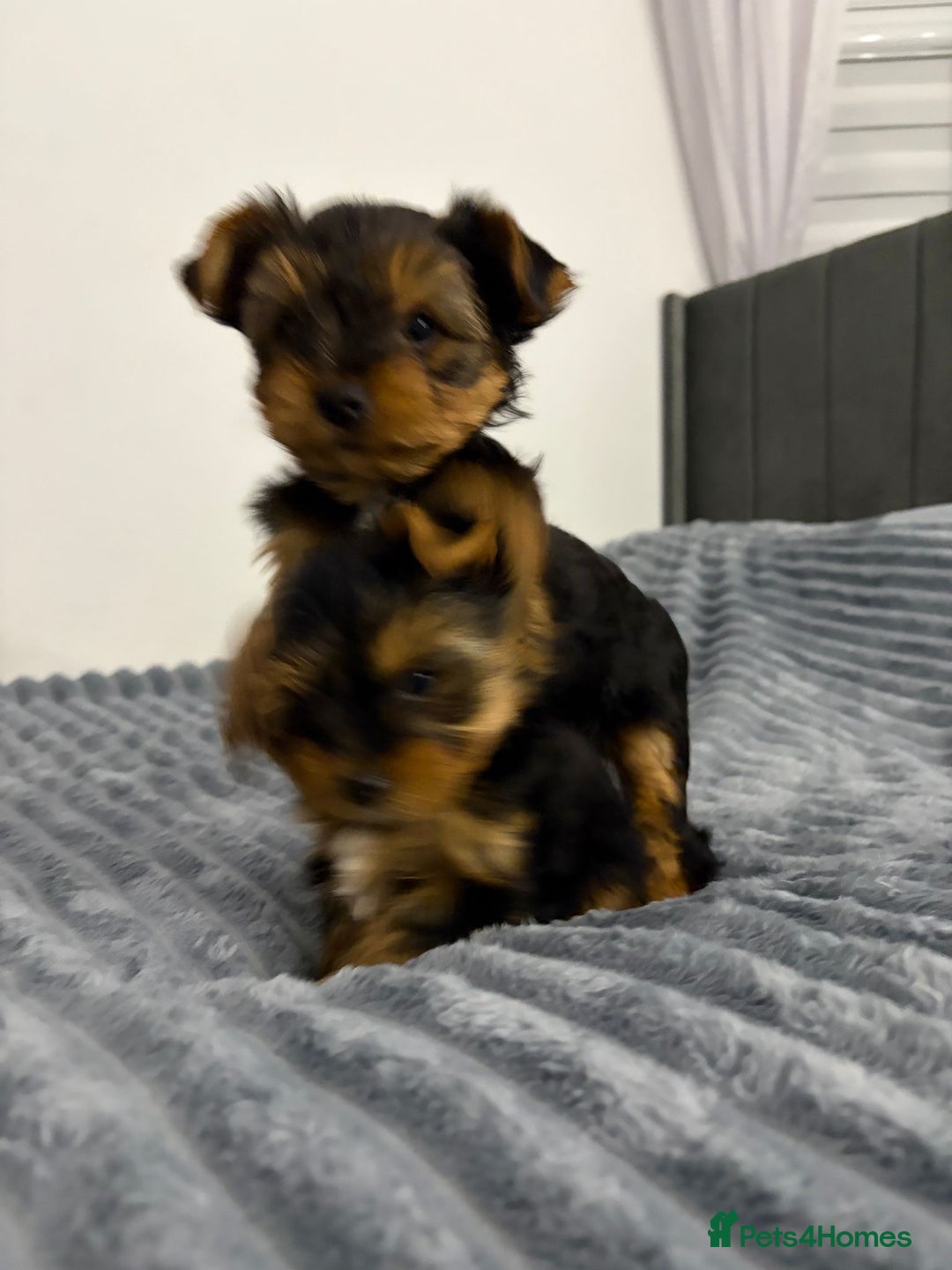 Yorkshire Terrier dogs for sale: Beautiful Yorkshire terrier Boys ready now 😻 - Advert 7
