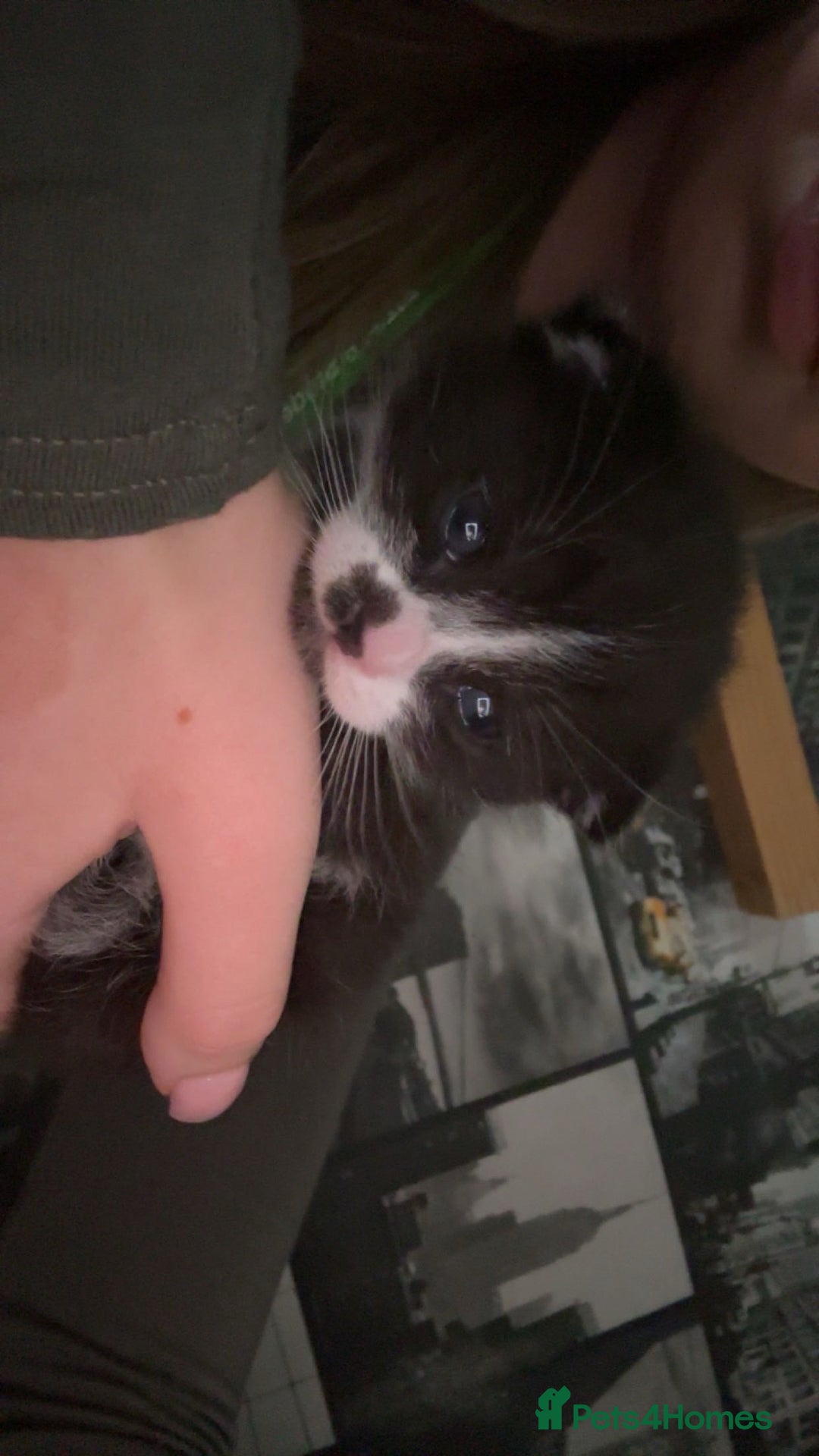 Mixed Breed cats for sale: Bengal mix kittens for sale - Advert 5