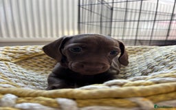 Miniature Dachshund dogs for sale: Stunning KC Reg chocolate/tan Dachshund puppies - Image 12