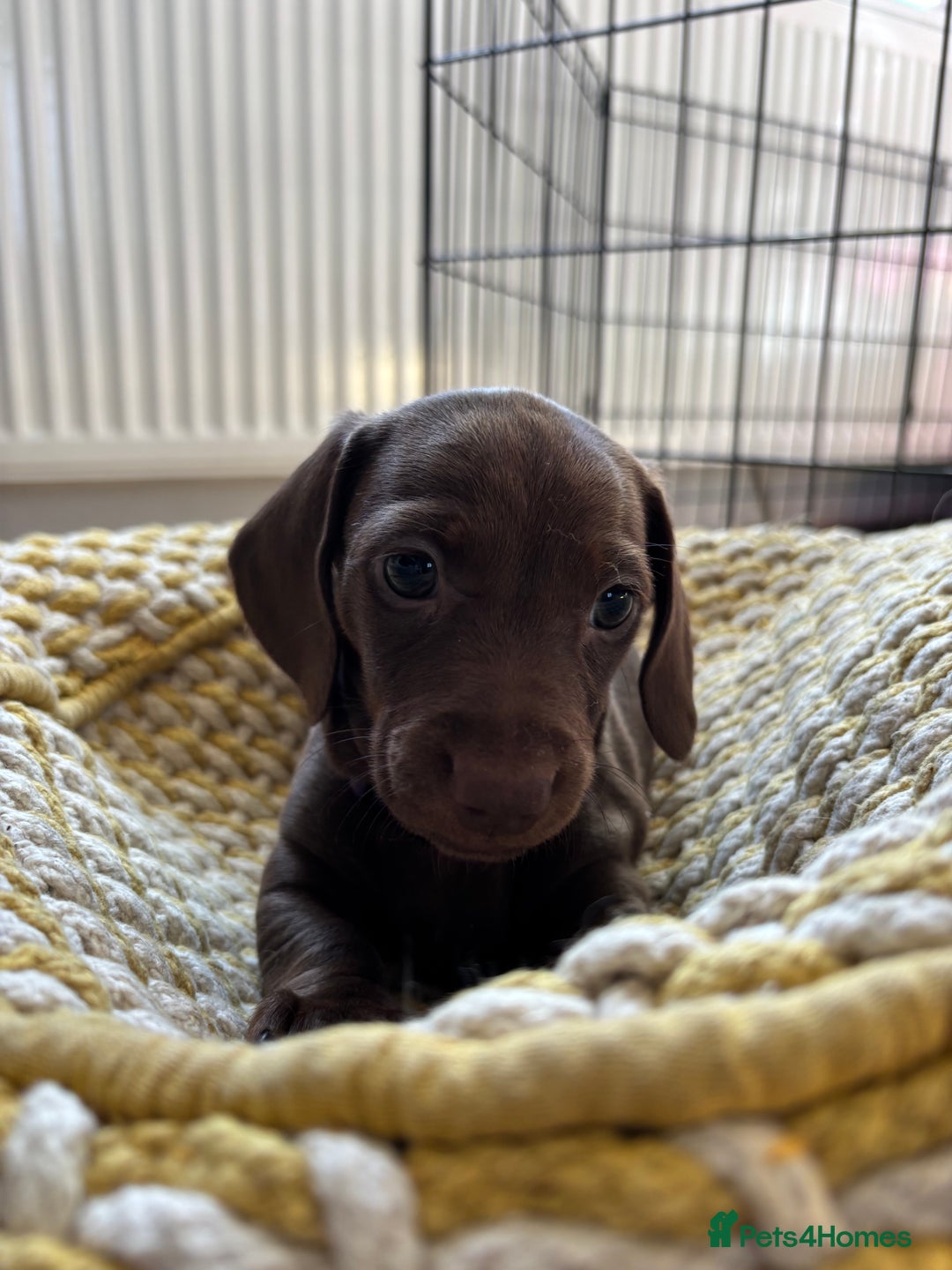Miniature Dachshund dogs for sale: Stunning KC Reg chocolate/tan Dachshund puppies - Image 12